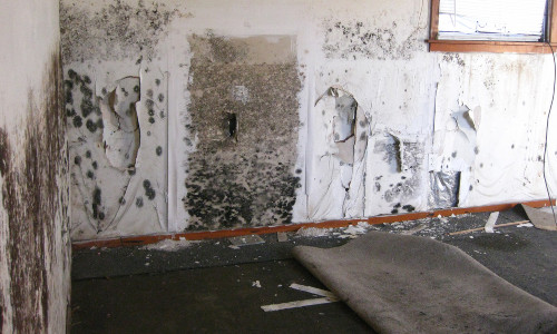 Why Repair Water Damage is More Important Than You Think